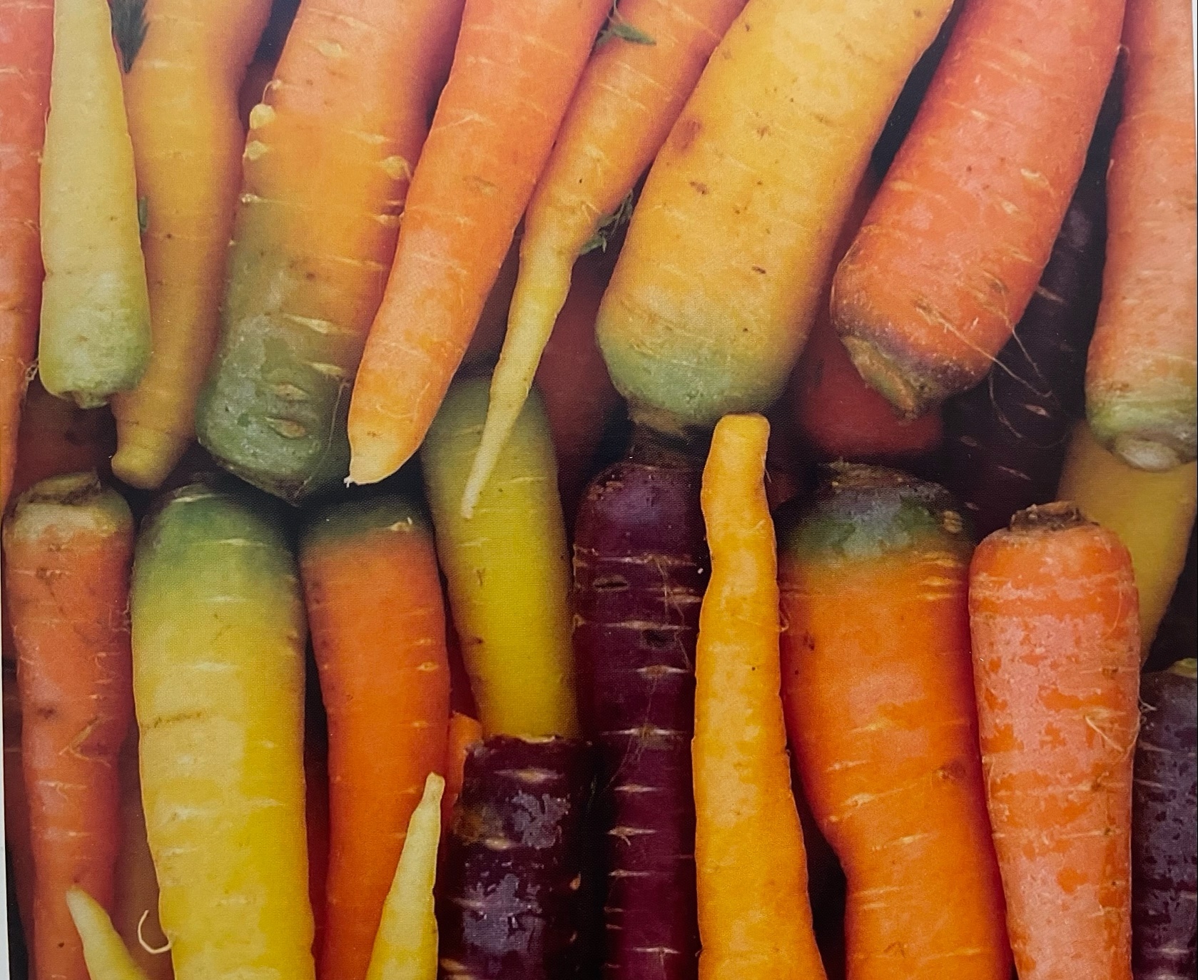 Noi sosteniamo la Biodiversità pugliese: la carota di Polignano