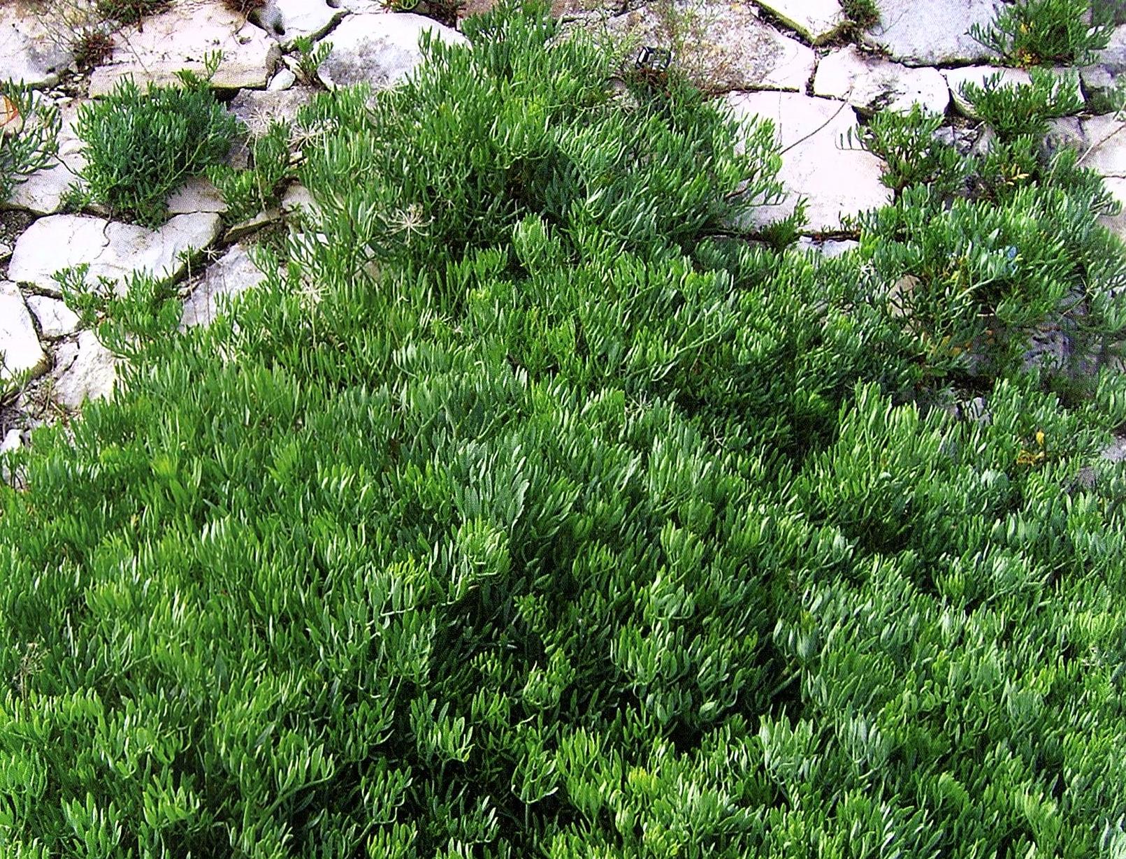 Biodiversità, ecco il finocchio marino: nutriente, salutare e ideale per ricette semplici